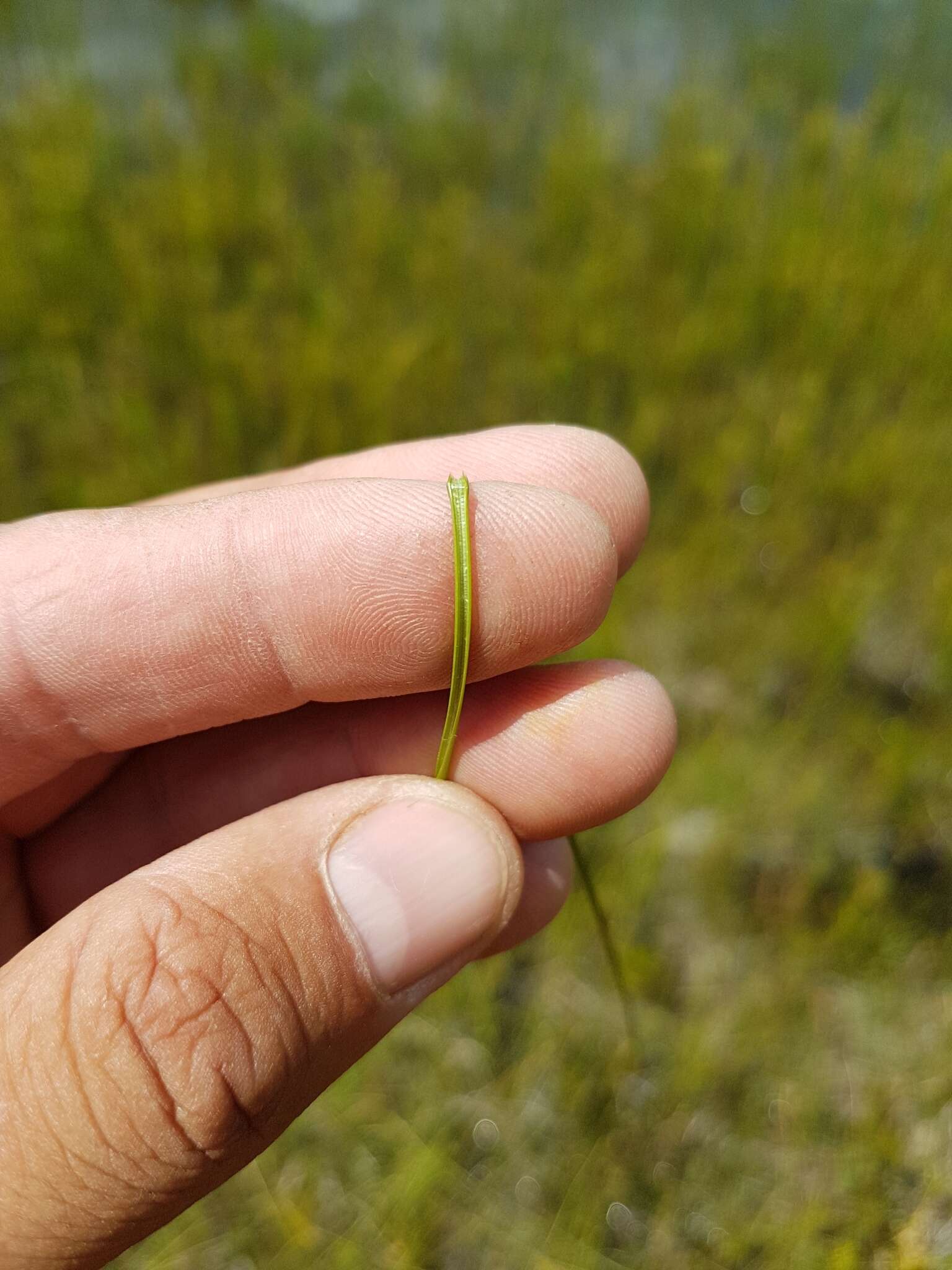 Image of Fewseed sedge