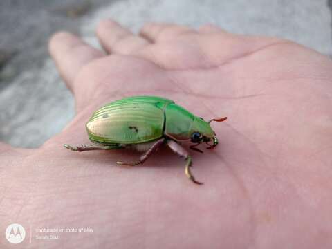 Imagem de Chrysina sallaei (Boucard 1875)