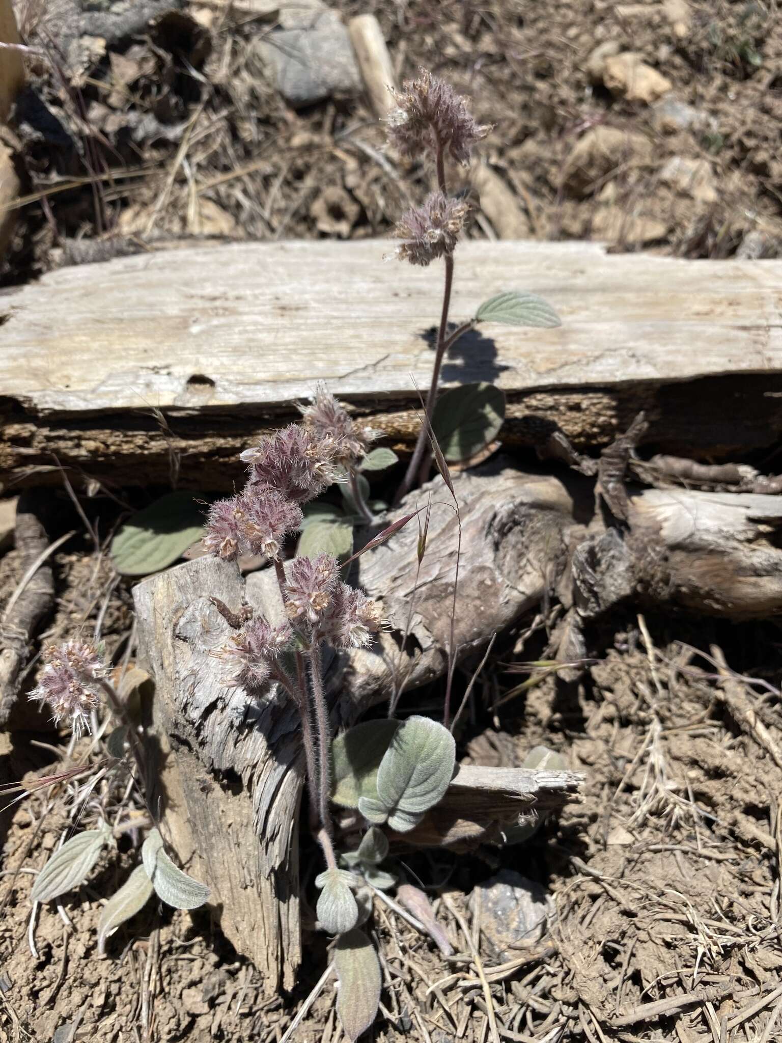 Image of Charleston phacelia