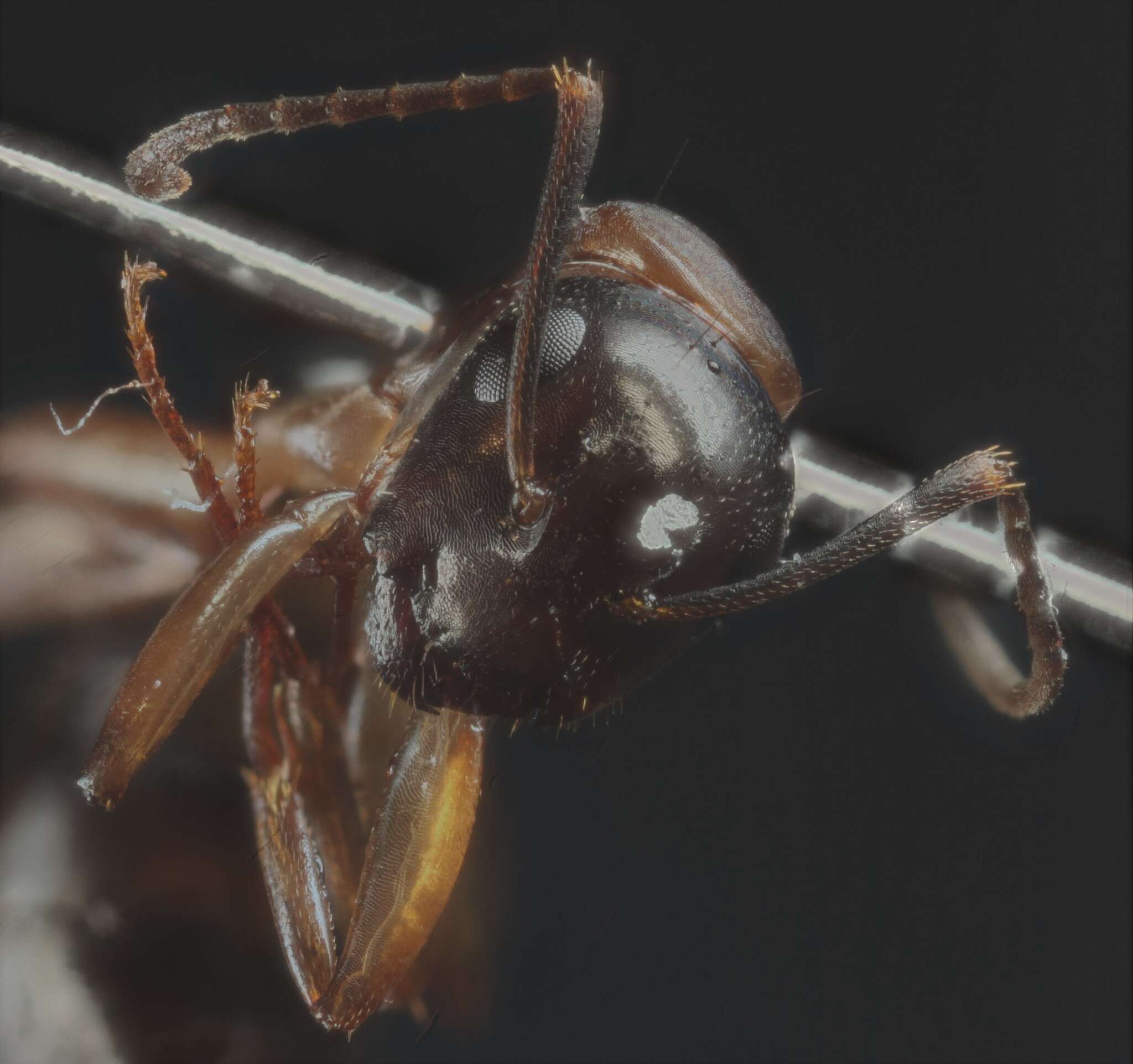 صورة Camponotus clarithorax Creighton 1950