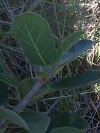 Image of Lowveld fig