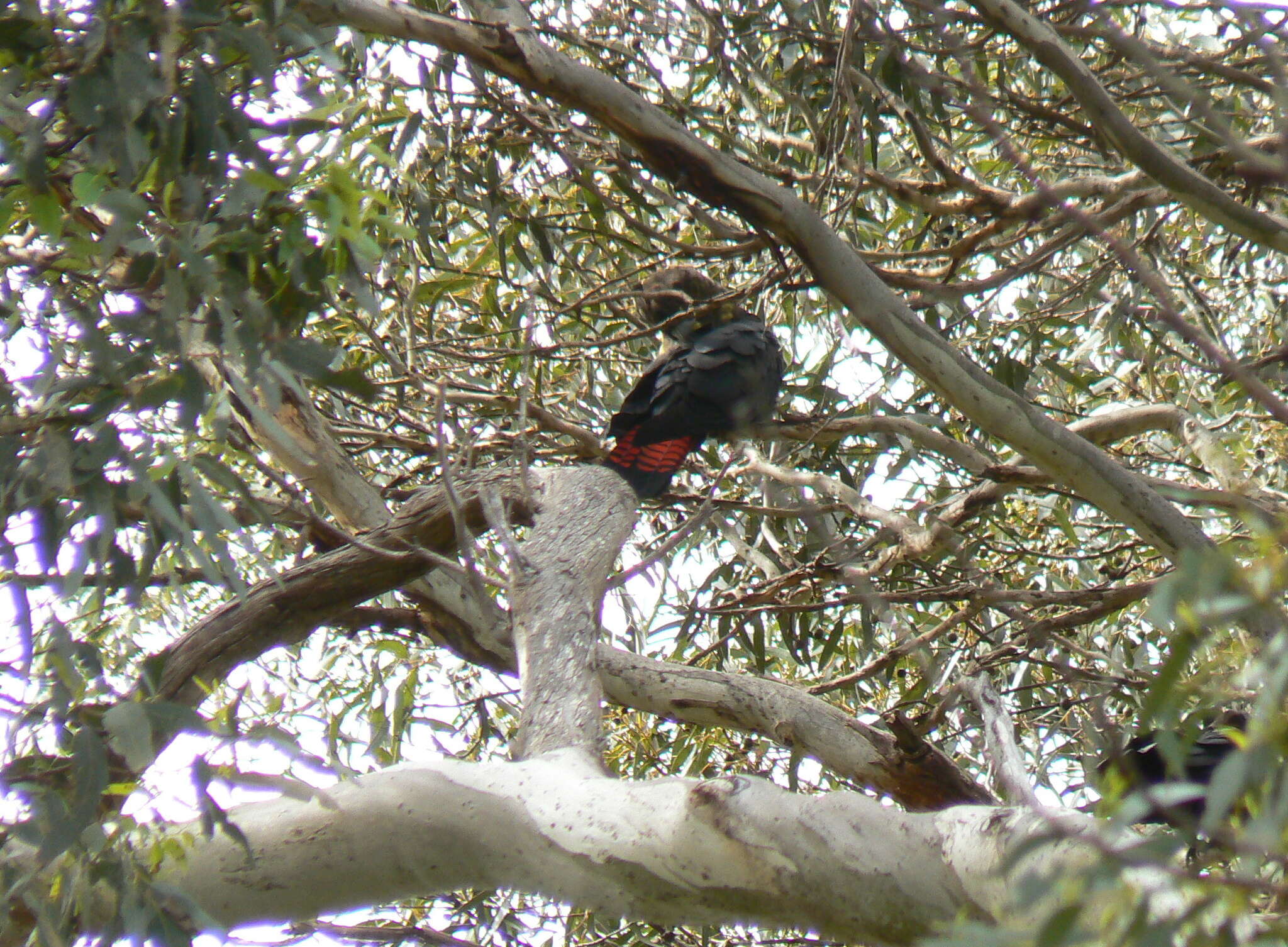 Image of Calyptorhynchus lathami halmaturinus Mathews 1912