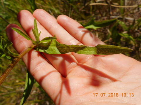 Image of Centaurea decipiens Thuill.