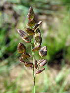 Image of Eragrostis obtusa Munro ex Ficalho & Hiern