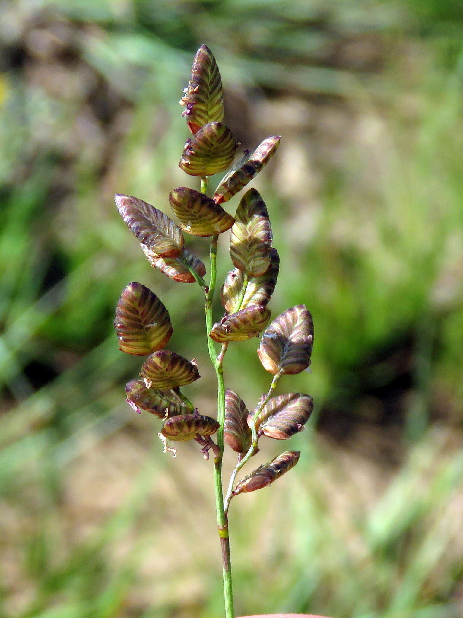 Image of Eragrostis obtusa Munro ex Ficalho & Hiern