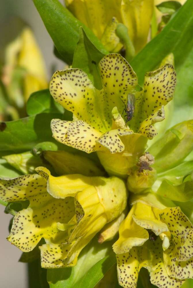 Imagem de Gentiana burseri subsp. villarsii (Griseb.) Rouy