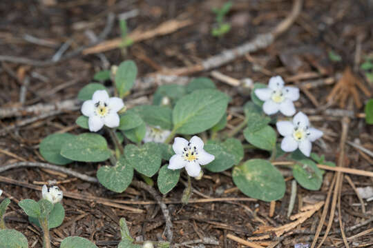 Image of Scott Mountain phacelia