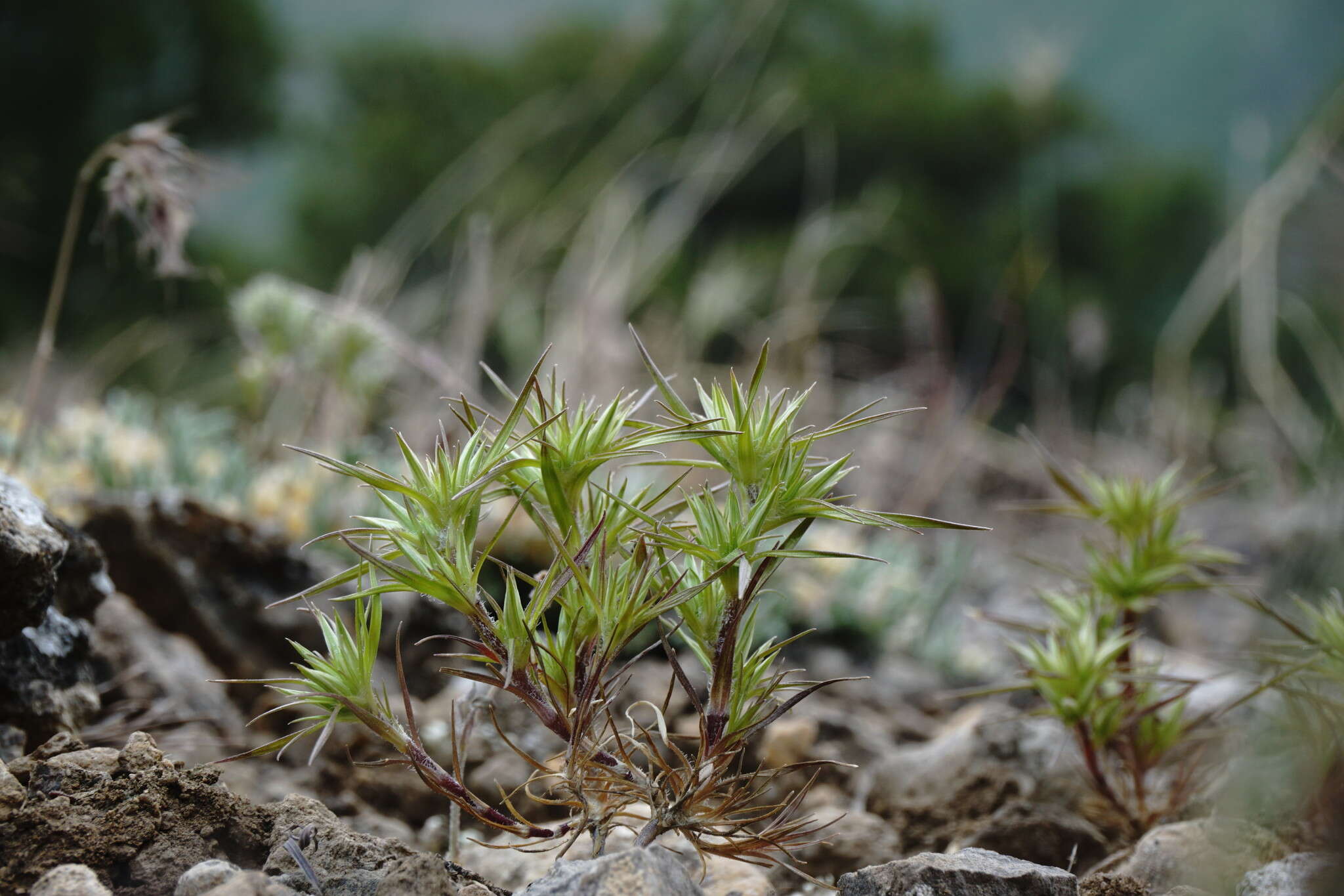 Image of Minuartia montana subsp. wiesneri (Stapf) Mc Neill