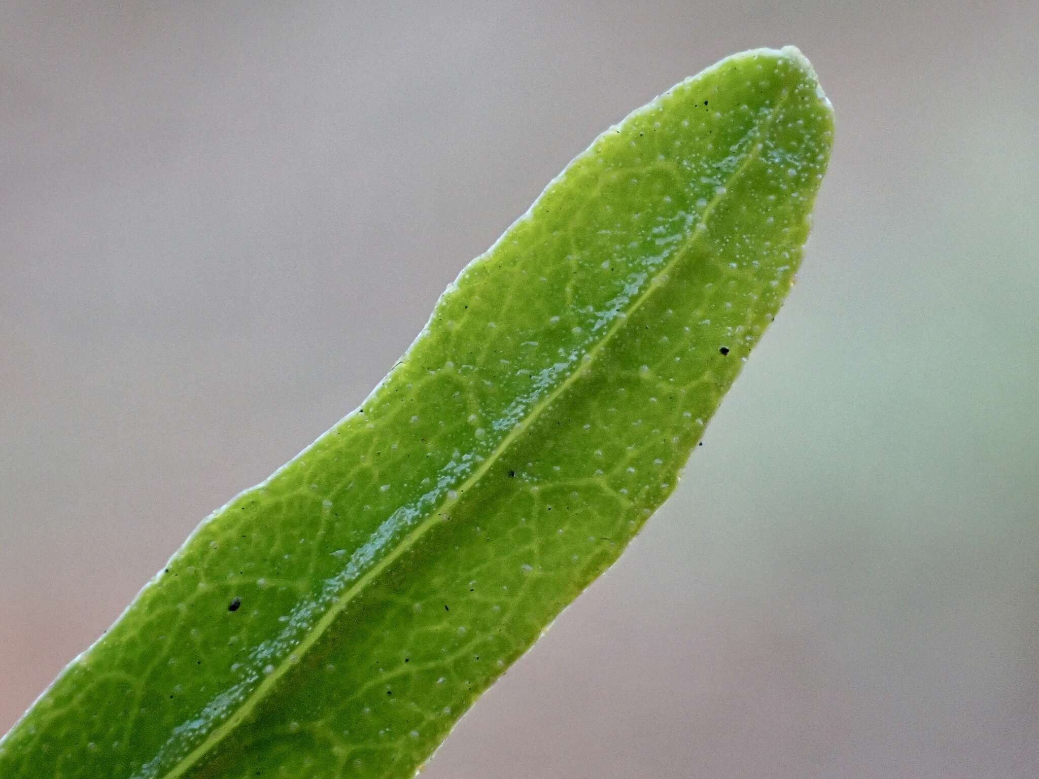 Image of narrow-leaf hopbush