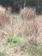 Image of Long-Spike Fluff Grass