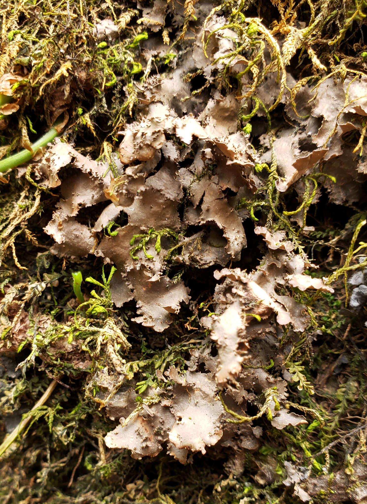 Image of Swiss kidney lichen