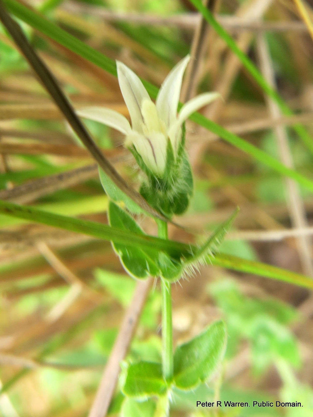 صورة Wahlenbergia madagascariensis A. DC.