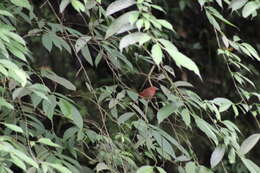 Image of Red-crowned Ant Tanager