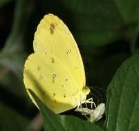 Слика од <i>Eurema <i>floricola</i></i> floricola