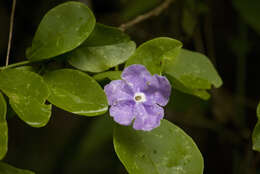 Brunfelsia australis Benth. resmi