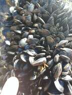 Image of Mediterranean mussel