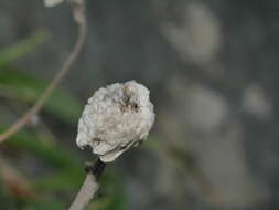 Image of Craspedia uniflora var. grandis Allan