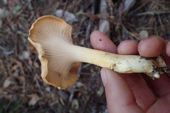 Слика од Cantharellus formosus Corner 1966