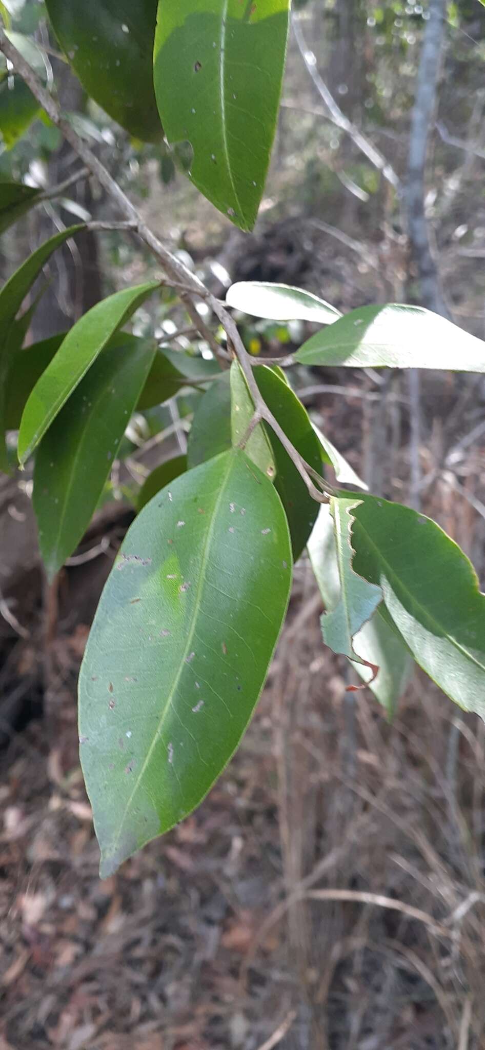 Image of Geijera salicifolia Schott