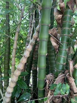 Image of puntingpole bamboo