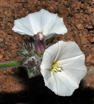 صورة Convolvulus lanuginosus Desr.