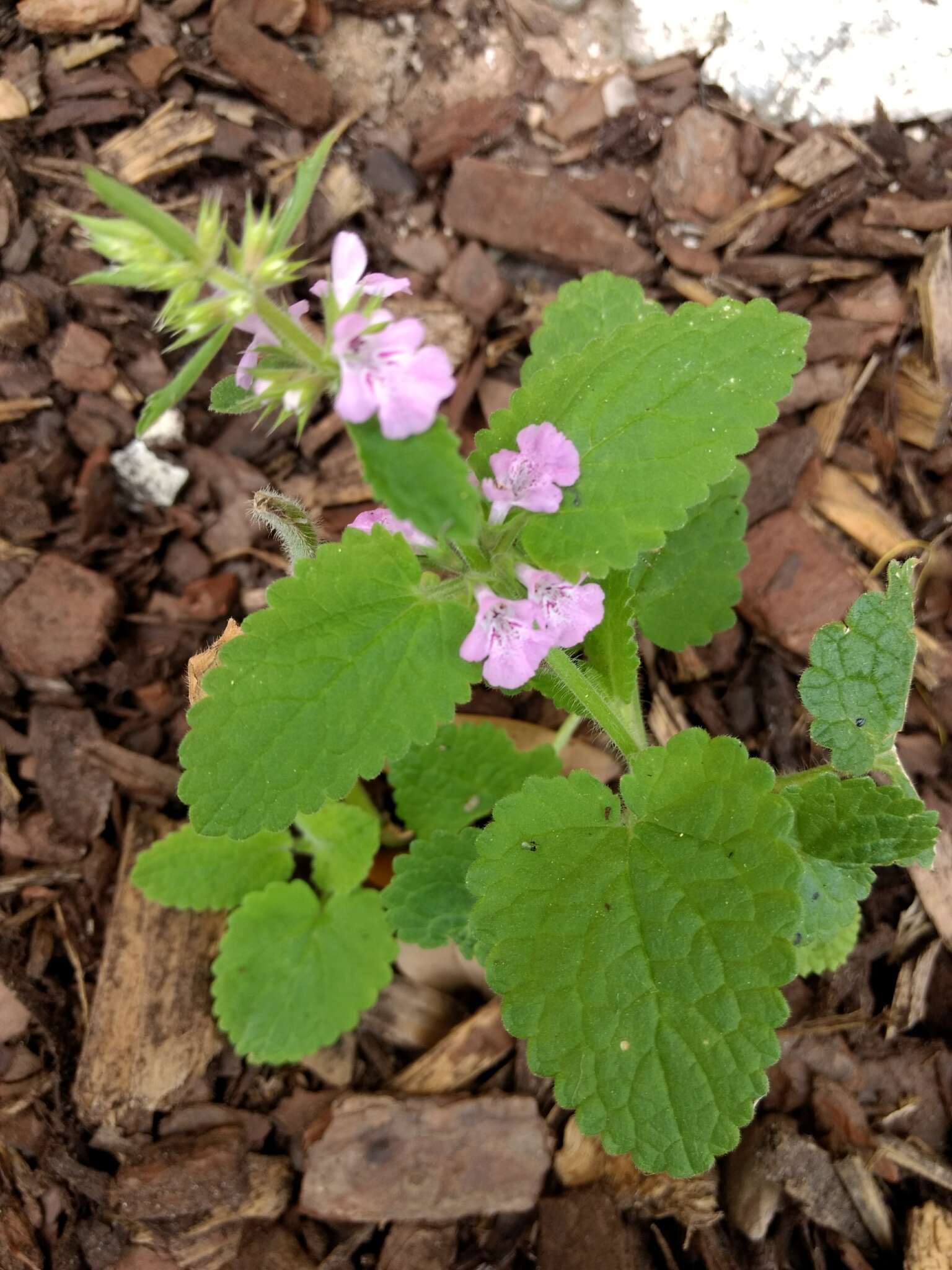 Image of PInk Mint