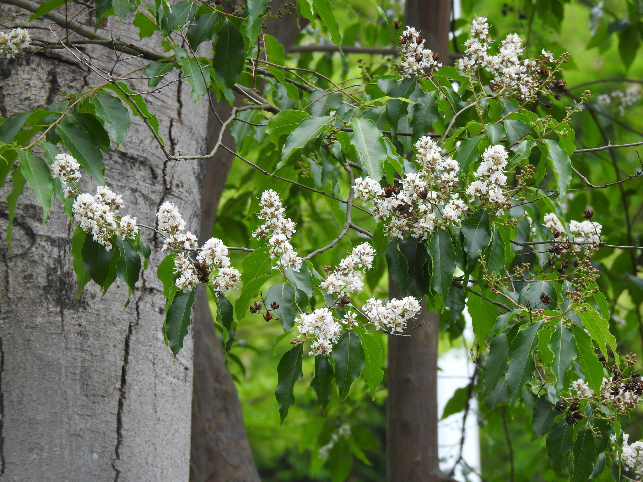 Plancia ëd Lagerstroemia fordii Oliv. & Koehne