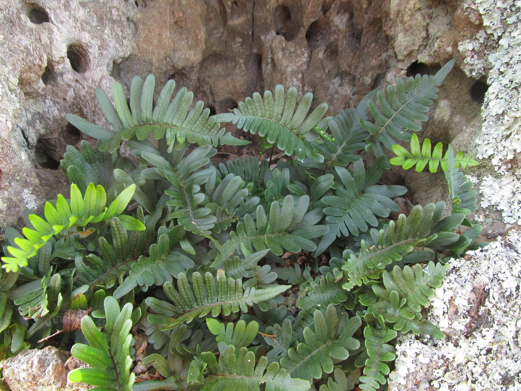 Serpocaulon catharinae (Langsd. & Fisch.) A. R. Sm.的圖片