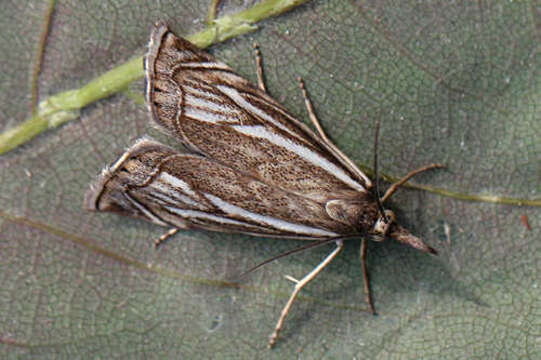 Image of Xanthocrambus lucellus Herrich-Schäffer 1849