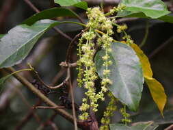 Image of Claoxylon tenerifolium subsp. boreale P. I. Forst.