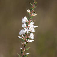 Image of Styphelia exarrhena (F. Muell.) F. Muell.