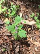 Image of variableleaf collomia