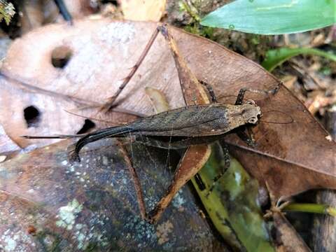 صورة Eneoptera guyanensis Chopard 1931