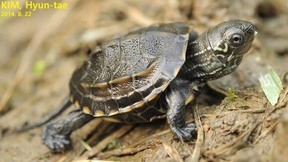 Image of Chinese Pond Turtle