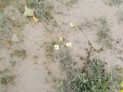 Image of Anthemis melampodina subsp. deserti (Boiss.) Eig