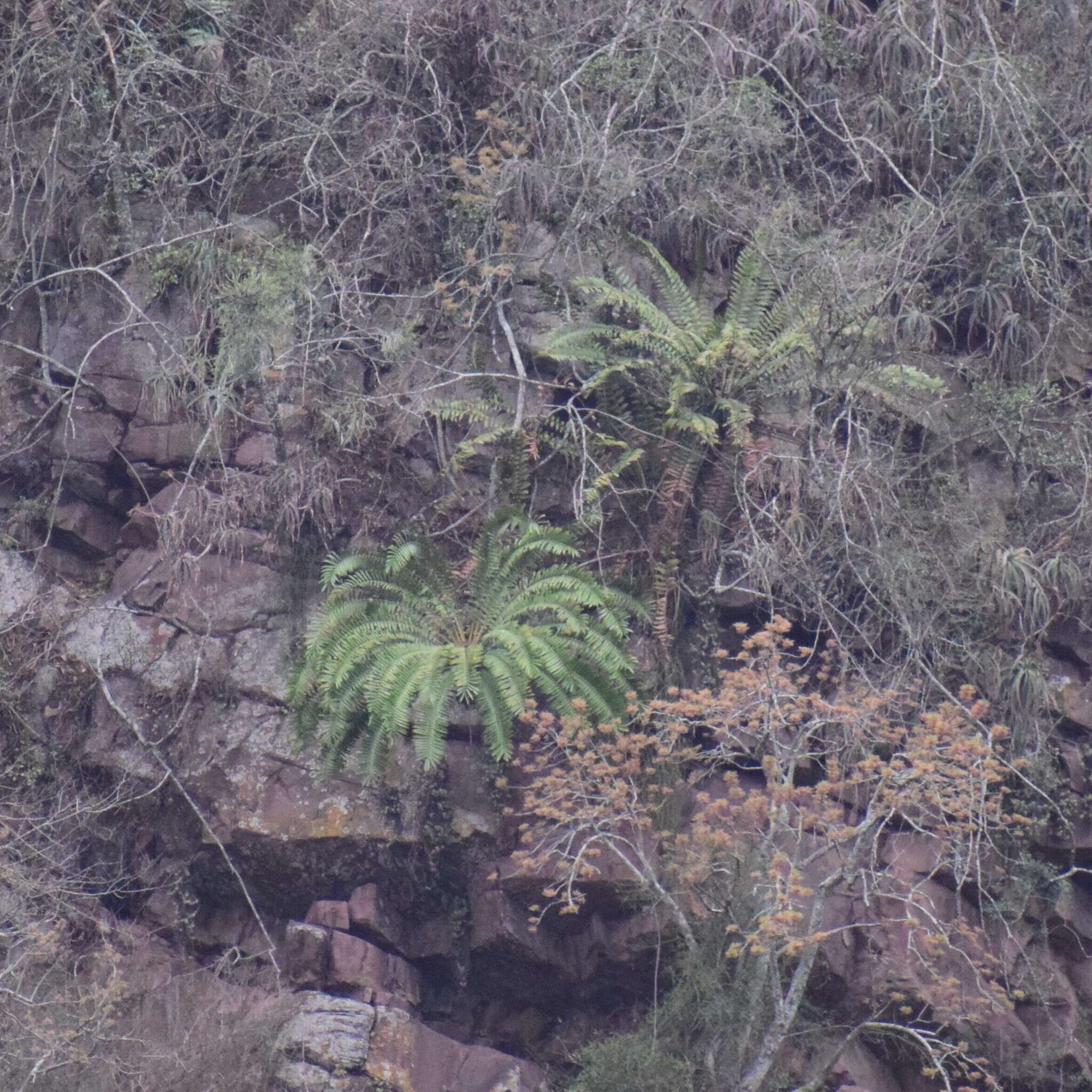 Image of Natal Cycad