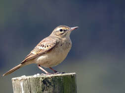 Image of Tawny Pipit