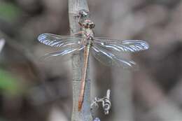 Image of Cypress Clubtail