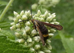 Image of The Boneset Borer