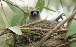 Image of Dusky Woodswallow