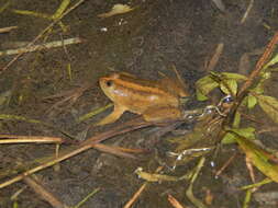 Image of Green Puddle Frog