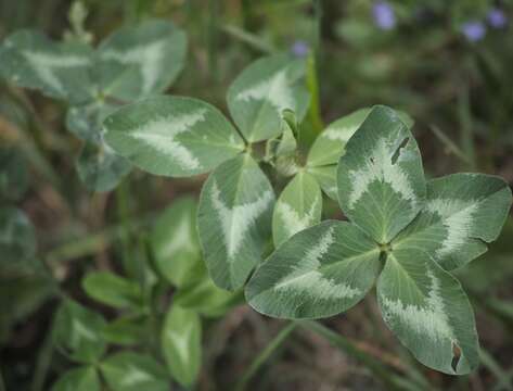 Image of Red Clover