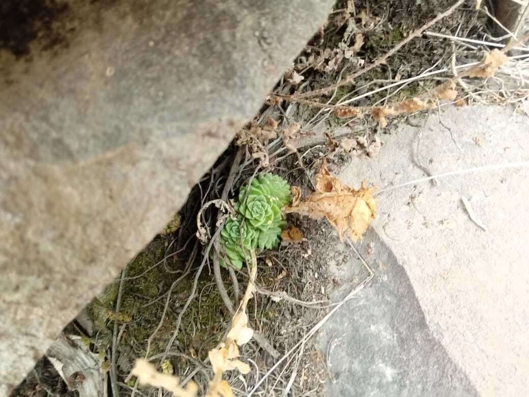 Image of Sedum ebracteatum