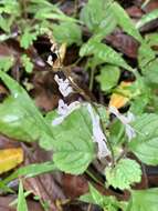 Image of whorled plectranthus