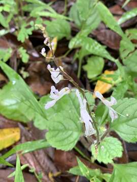 Image de Plectranthus verticillatus (L. fil.) Druce