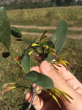 Image de Dendrophthoe glabrescens (Blakely) Barlow