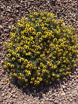 Image of Mexican creeping zinnia