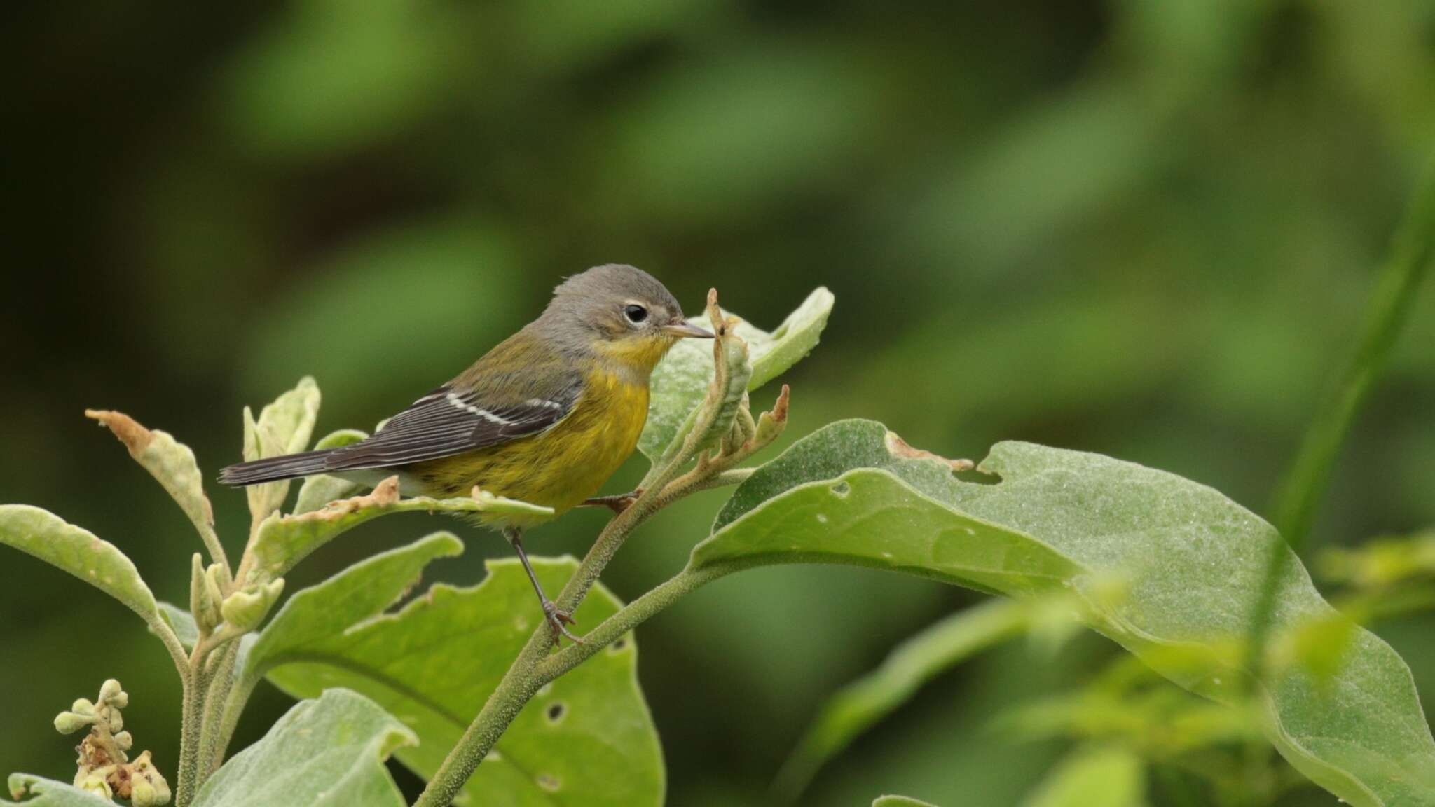 Image of Magnolia Warbler