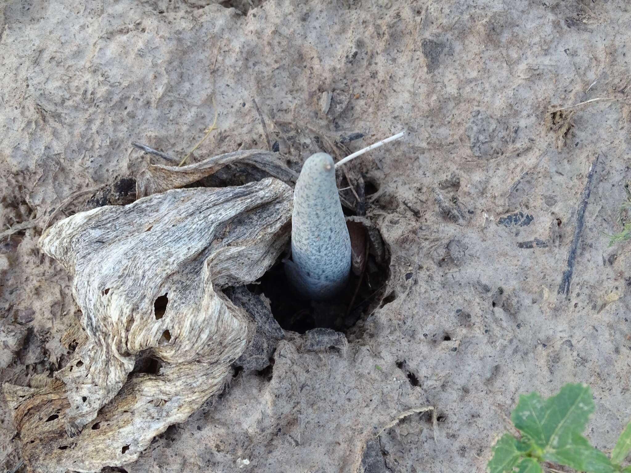 Image of Amorphophallus dracontioides (Engl.) N. E. Br.