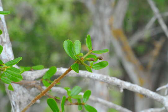 Image of Tabebuia myrtifolia (Griseb.) Britt.